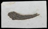 Bargain, Knighia Fossil Fish - Wyoming #60996-1